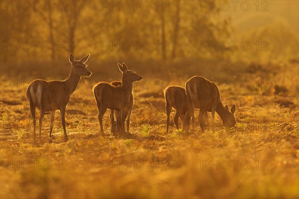 Red Deer