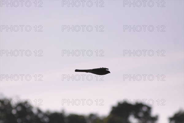 Eurasian Sparrowhawk