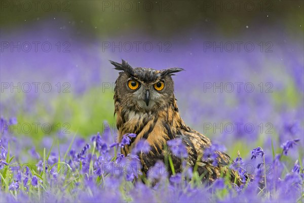 Eurasian eagle-owl