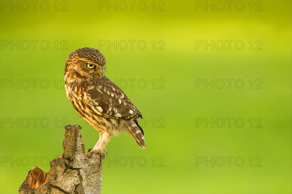 Little Owl