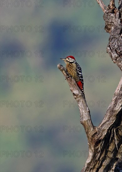 Stripe-breasted Woodpecker