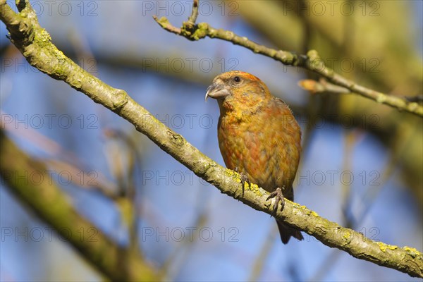 Spruce Crossbill