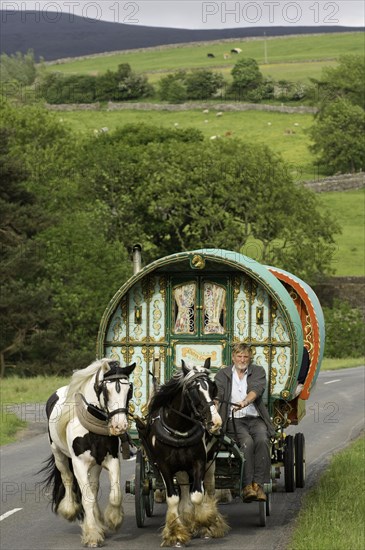 Caravan of horses on the road