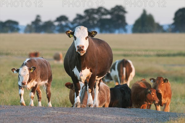 Domestic cattle