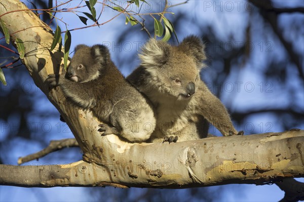 Koala