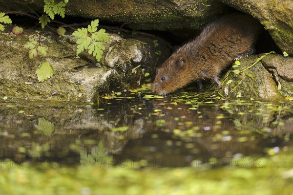 Eastern vole