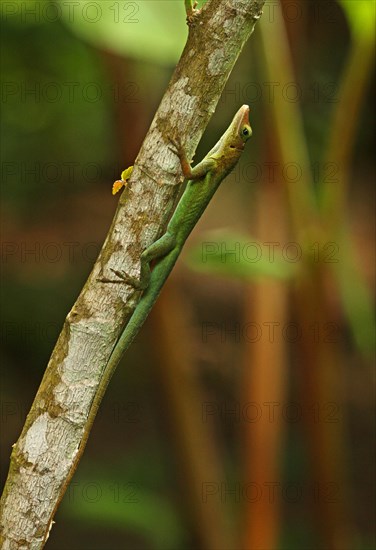 St. Lucia anole