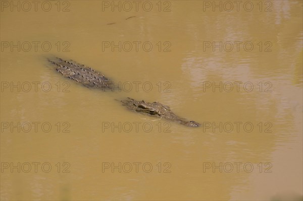 Nile Crocodile