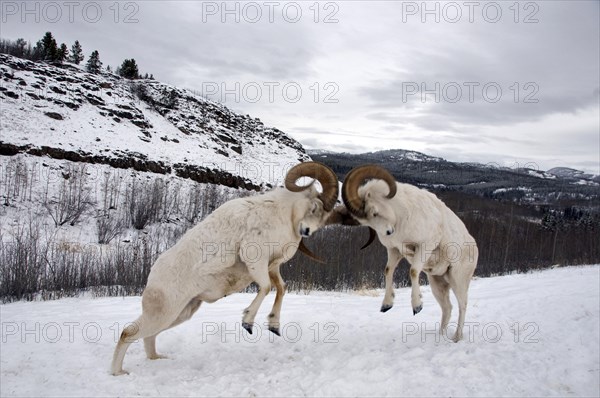 Dall Sheep