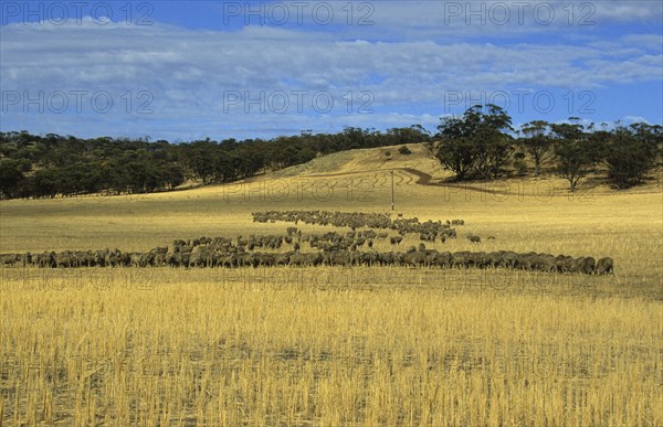 Merino sheep