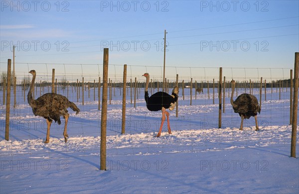 Common ostrich