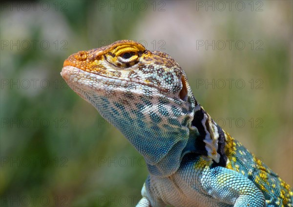 Golden-collared iguana