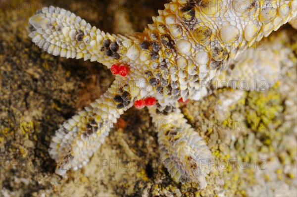 Moorish common wall gecko