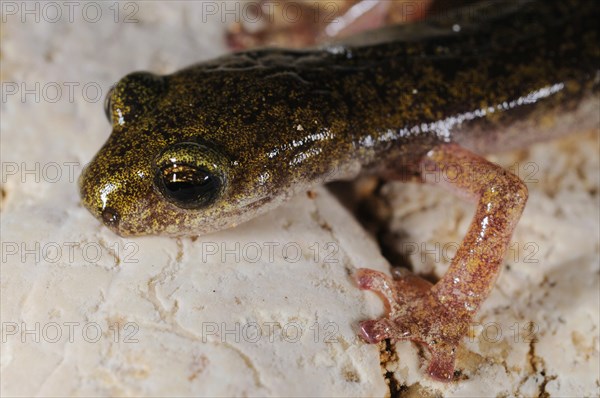 Supramontane cave salamander