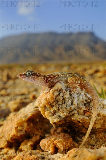 Sharpnose Leaf-toed Gecko