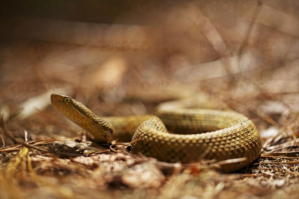 Honduran Montane Pitviper