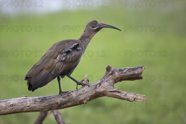 Hadada hadada ibis