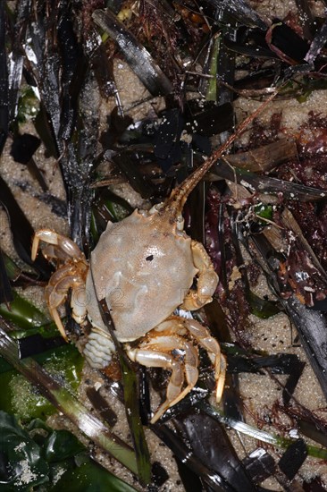 Masked Crab