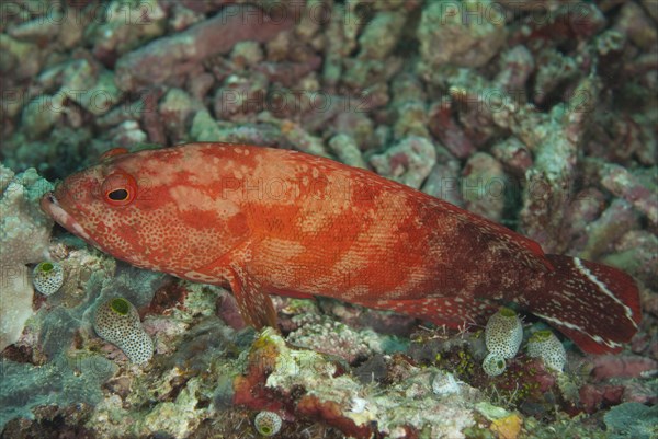 Flagtail rockcod