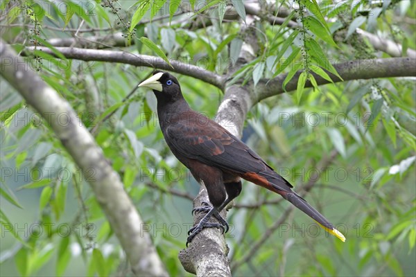 Crested Oropendola