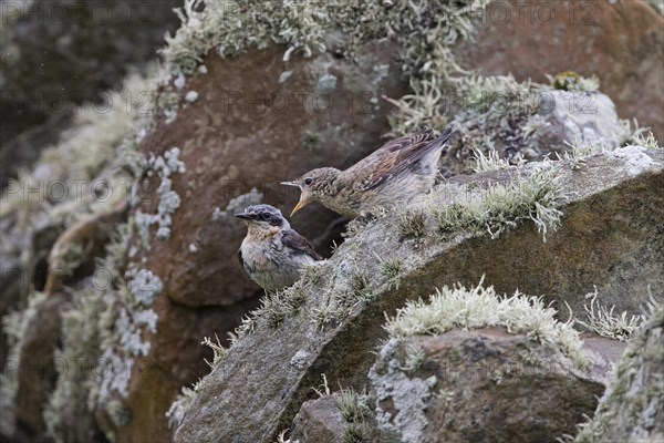 Northern Wheatear