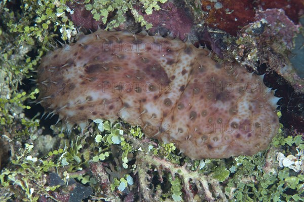 Nocturnal sea cucumber