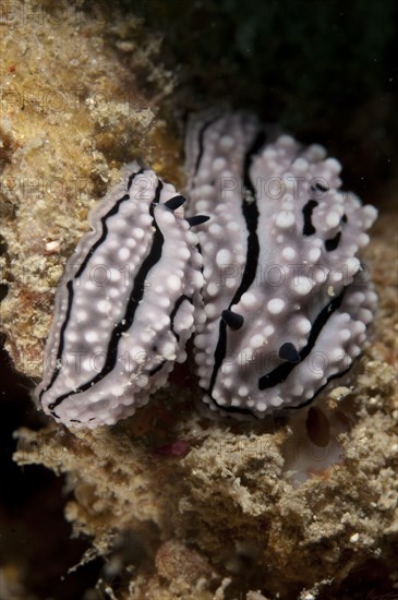 Ceylon warty snail