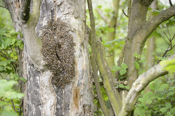 Swarm of honey bee