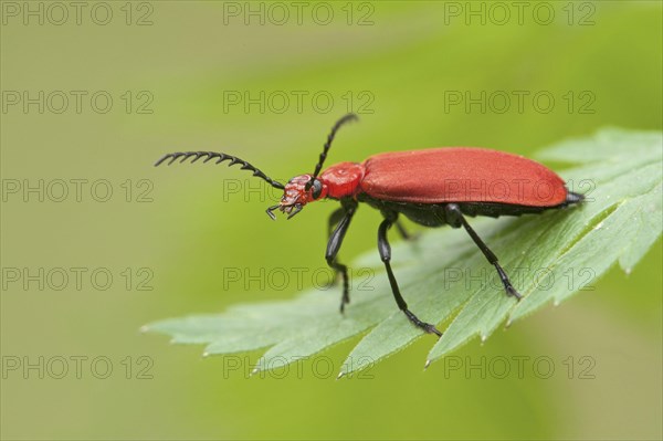 Red-headed Cardinal Beetle