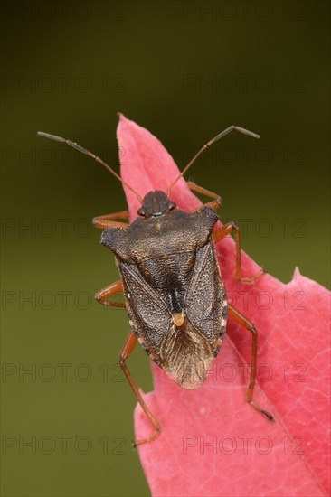 Pentatoma forest bug