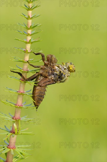 Broad-bodied Chaser adult