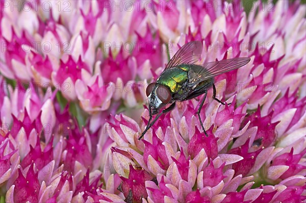 Greenbottle