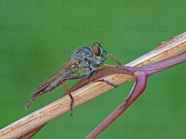 Hoecker's Robberfly