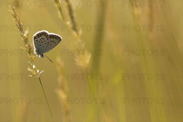 White Clover Blue