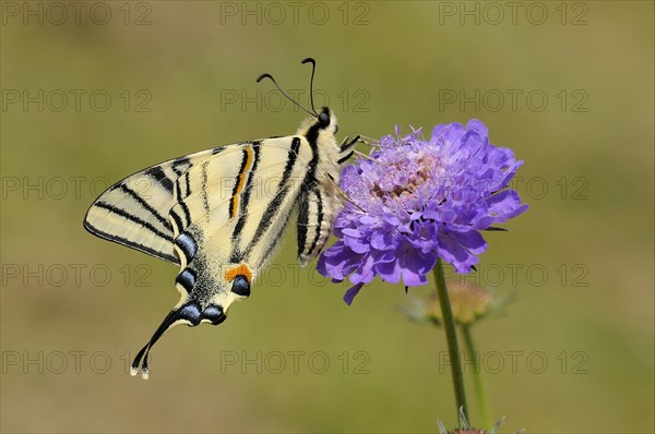 Papilio podalirius