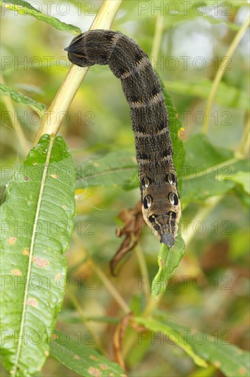 Elephant Hawkmoth