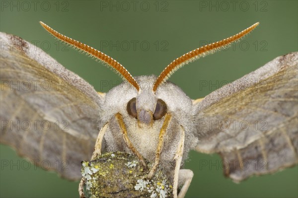 Poplar Hawkmoth