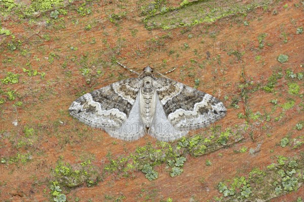 Barred rivulet