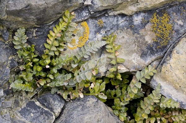 Sea spleenwort