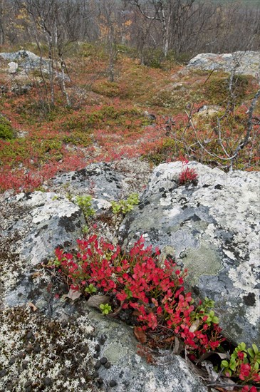 Vaccinium uliginosus