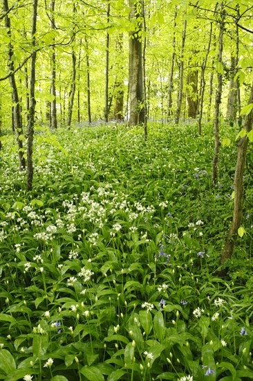 Ramsons