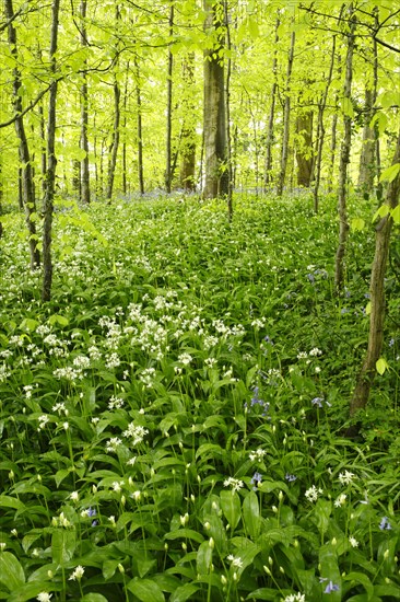 Ramsons