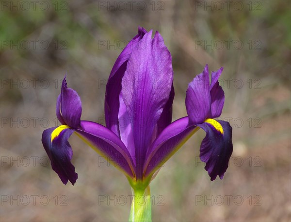 Yellow heart iris