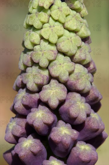 Tassel hyacinth