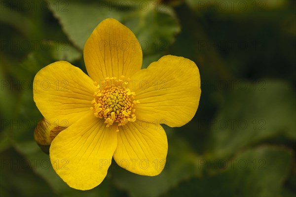 Marsh marigold