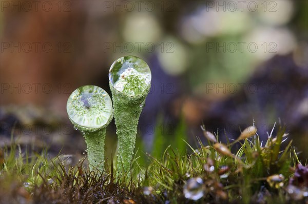 Cup Lichen