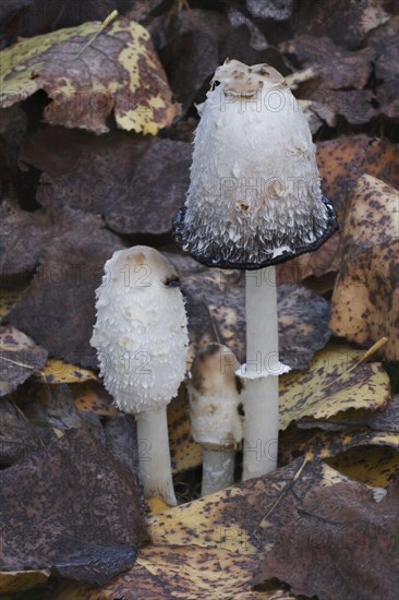 Shaggy Ink shaggy ink cap