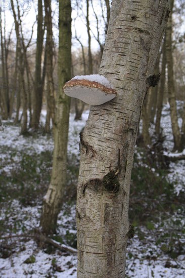 Birch polypore