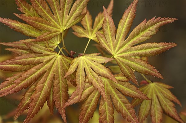 Paperbark paperbark maple