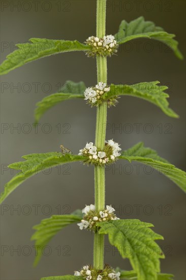 Gypsywort